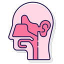 ENT (Ear, Nose, Throat)